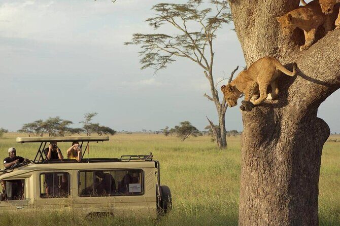 3 Days Safari to Serengeti National Park & Ngorongoro Crater in Tanzania - Day 1: First Light Serengeti Game Drives and Picnic Comfort