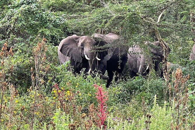 3 Days Selous (Nyerere National Park) - Day 1: Dar to Nyerere, then a Rufiji River boat safari