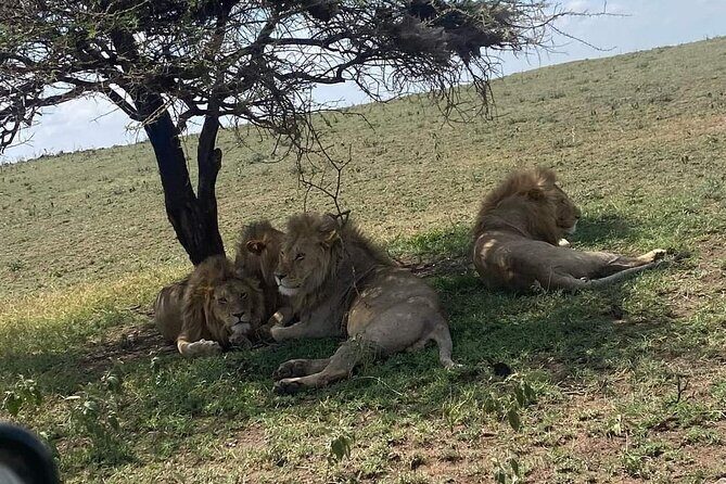 3 Days Selous (Nyerere National Park) - Day 3: Morning walking safari and the drive back to Dar