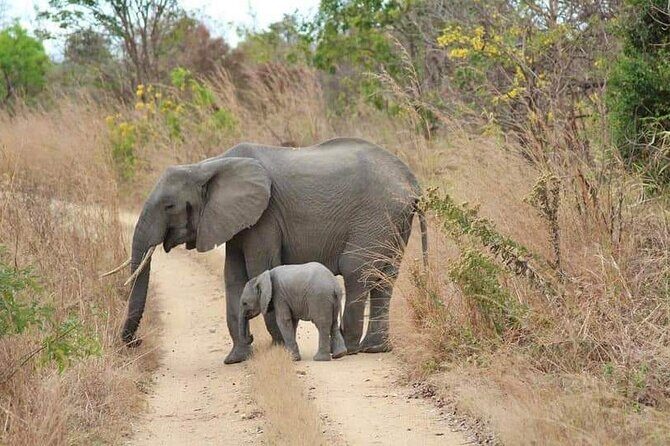 3 Days Selous (Nyerere National Park) - Wildlife you can actually aim for: river life plus classic safari animals