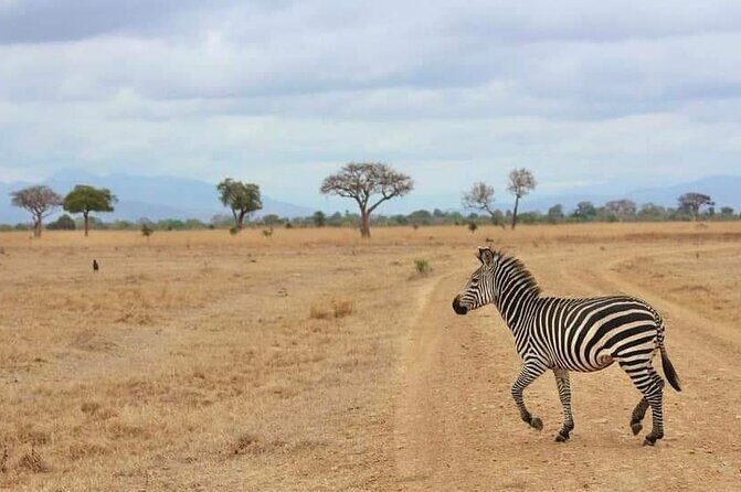3 Days Selous (Nyerere National Park) - Selous Mloka Safaris Lodge: comfort where it counts