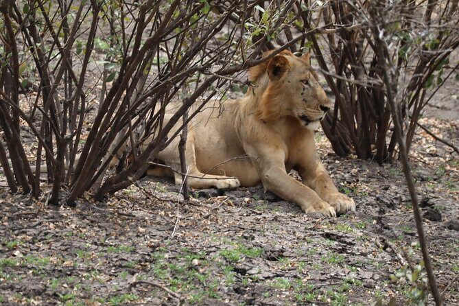 3 Days Selous (Nyerere National Park) - Day 2: Full-day game drives with packed lunch and a guided picnic stop