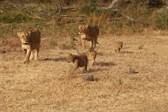 3 Days Serengeti & Ngorongoro Group Camping Safari - Key safari takeaways before you book