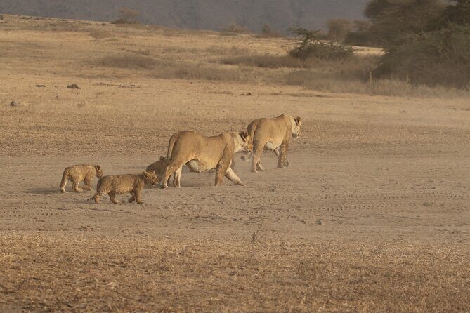 3 Days Serengeti & Ngorongoro Group Camping Safari - Arusha Pickup, Mobile Ticket, and the Start of Your Trip