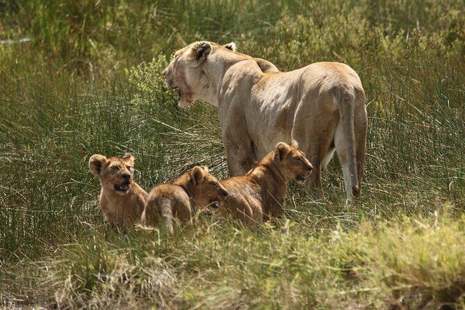 3 Days Serengeti & Ngorongoro Group Camping Safari - Day 2: Morning Drive, Cruising Toward Ngorongoro, and Rim Camping