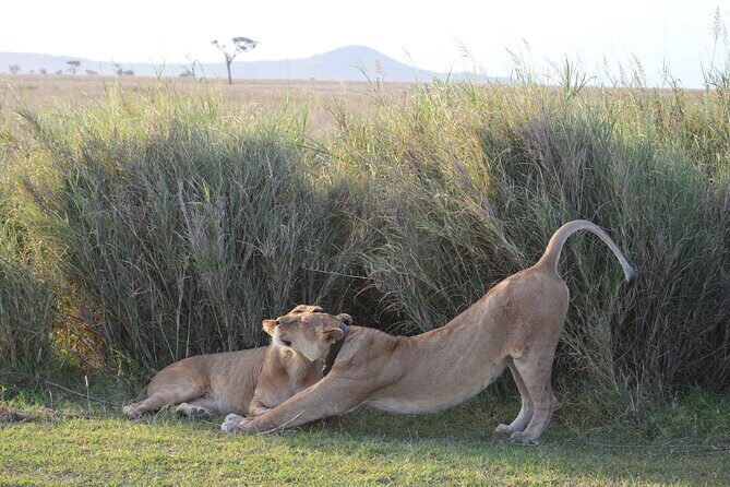 3 Days Serengeti & Ngorongoro Group Camping Safari - Day 3: The Crater Floor Day Tour and Picnic Lunch Before Heading Back