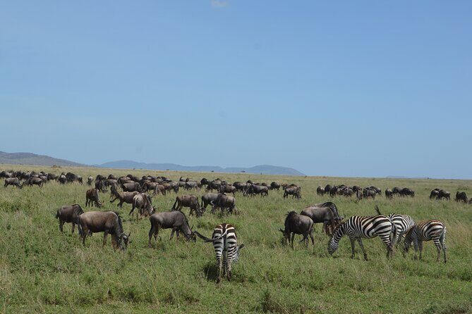 3 Days Serengeti & Ngorongoro Group Camping Safari - Camping Safari Comfort: What Included Meals Actually Do for You
