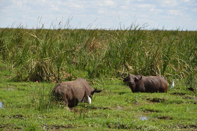 3 Days Serengeti & Ngorongoro Group Camping Safari - Group Size and Guide Style: How You Get a Better Game Drive