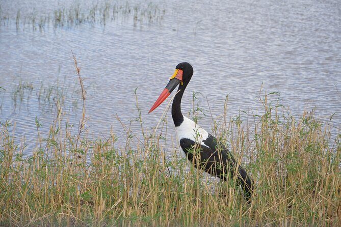 3 Days Serengeti & Ngorongoro Group Camping Safari - Day 1: Arusha to Serengeti National Park and that first drive feeling