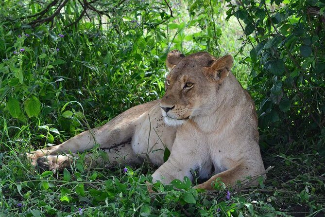 3 Days Serengeti & Ngorongoro Tour - Price and value: is $800 a smart deal for 3 days?