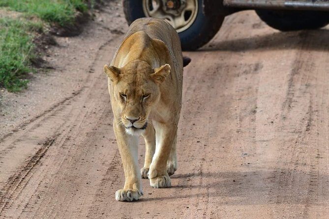 3 Days Serengeti & Ngorongoro Tour - Day 1 in Serengeti: kopjes, open roofs, and settling into camp