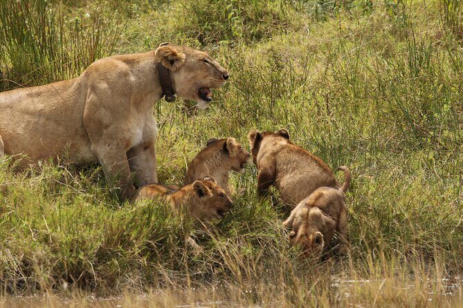 3 Days Tarangire, Ngorongoro & Lake Manyara Group Camping Safari - Arusha Pick-Up at 8:00 and the Small-Group Camping Reality