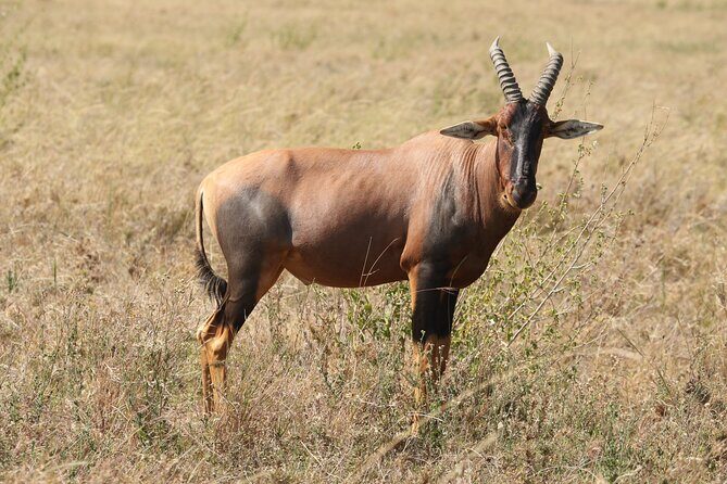 3 Days Tarangire, Ngorongoro & Lake Manyara Group Camping Safari - Day 2 in Ngorongoro Crater: Down 600 Meters to a Predator-Rich Bowl
