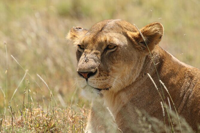 3 Days Tarangire, Ngorongoro & Lake Manyara Group Camping Safari - Food and Camping: Included Meals That Actually Change the Day