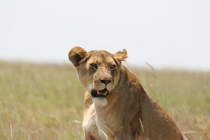 3 Days Tarangire, Ngorongoro & Lake Manyara Group Camping Safari - Price and Value: Why $700 Can Work for Three Parks