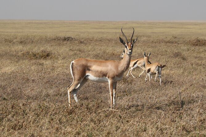 3 Days Tarangire, Ngorongoro & Lake Manyara Group Camping Safari - Who This Safari Fits (and Who Might Want Something Different)