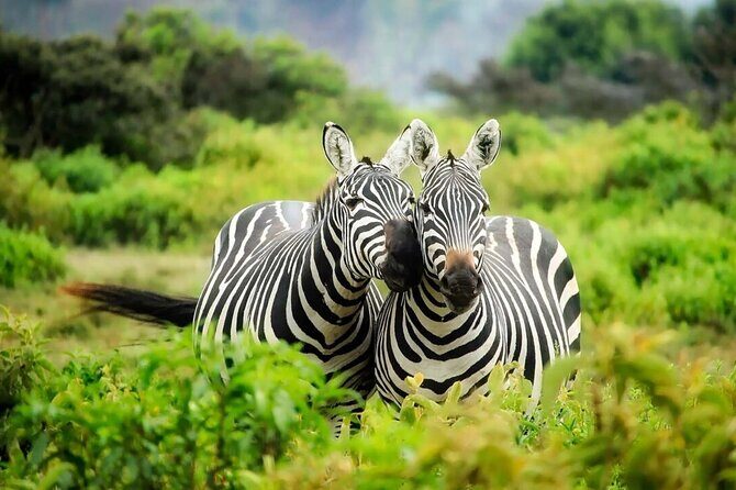 4-Day fascinating Camping Safari in Tanzania - Camping comfort: what’s provided, and what you should plan around