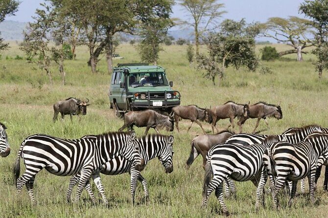 4-Day fascinating Camping Safari in Tanzania - Your driver and guide: why their skills matter as much as the parks