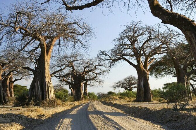 4-Day fascinating Camping Safari in Tanzania - Price and value: $935, and what you’re getting for it
