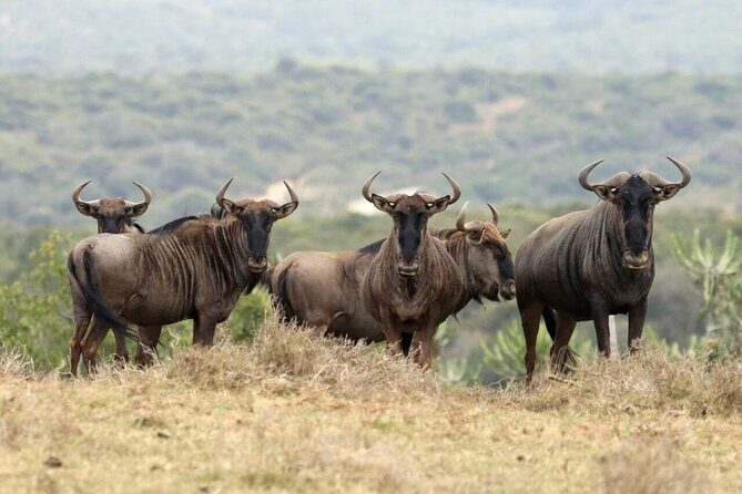 4-Day fascinating Camping Safari in Tanzania - Day 1 in Tarangire: elephants, baobabs, and a picnic lunch in the park