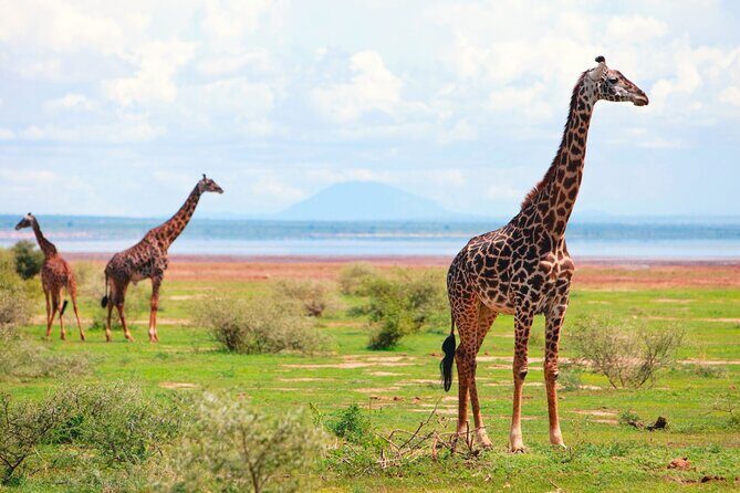 4 Day Great Migration Safari Serengeti & Ngorongoro Crater - Day 4: Descending Ngorongoro Crater for a Full Wildlife Day