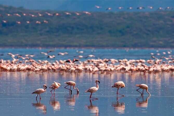4 Day Great Migration Safari Serengeti & Ngorongoro Crater - Accommodation Setup: Mid-Range Comfort That Still Feels Remote