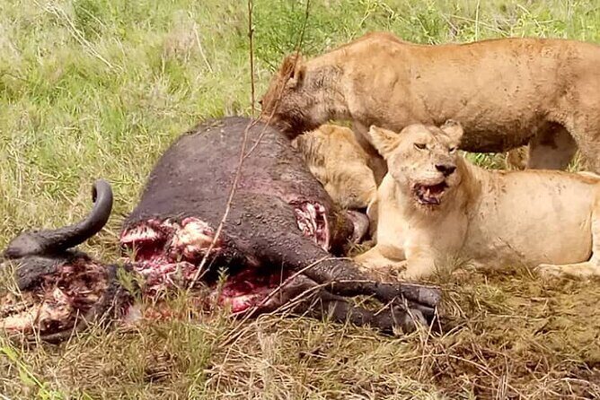 4-Day Lodge Private Tour to Tarangire, Serengeti and Ngorongoro - Price and logistics: does $900 feel like value for a 4-day private safari?