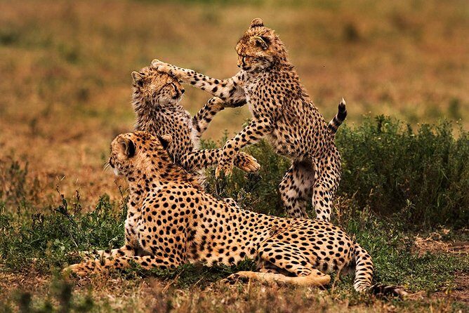 4 Day Mid-range Serengeti Safari - Day 1: Tarangire National Park for Elephants and Baobabs