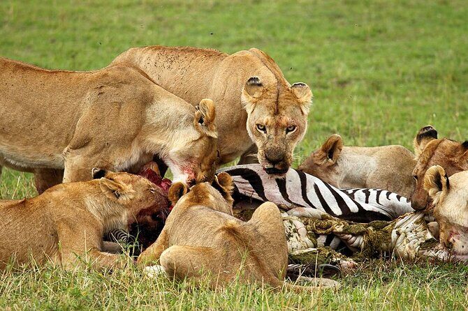 4 Day Ngorongoro Crater Tarangire and Serengeti National Park - Day 3: Serengeti Sunrise Game Drive, Then Ngorongoro Conservation Area
