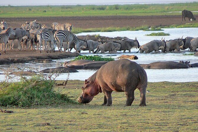 4 Day Private Tour Throughout Tarangire, Serengeti and Ngorongoro - 4 days on paper, about 5 days in real life
