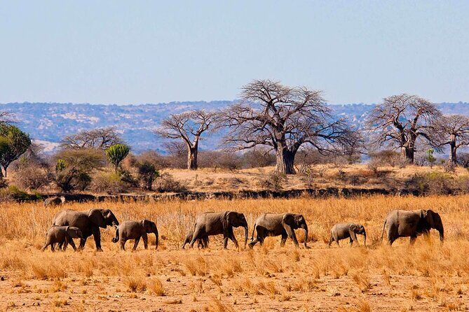 4 Day Private Tour Throughout Tarangire, Serengeti and Ngorongoro - Moshi pickup and your private 4×4 setup