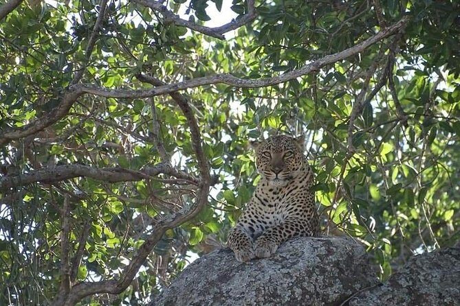4-Day Safari from Arusha: Tarangire, Serengeti and Ngorongoro - A 4-Day Private Safari Route From Arusha That Hits the Big Names