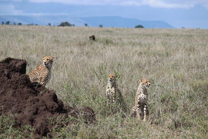 4-Day Safari from Arusha: Tarangire, Serengeti and Ngorongoro - Day 1: Tarangire National Park and the Elephants Around Baobabs