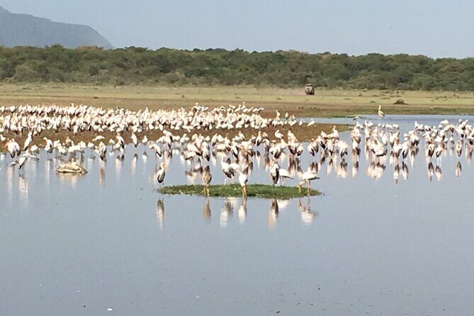 4-Day Safari from Arusha: Tarangire, Serengeti and Ngorongoro - Day 2: Serengeti’s Seronera Area for Classic Plains Encounters