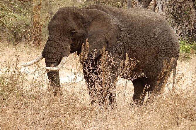 4-Day Safari from Arusha: Tarangire, Serengeti and Ngorongoro - Day 3: Ngorongoro Conservation Area With Morning Chances and Flexible Stops
