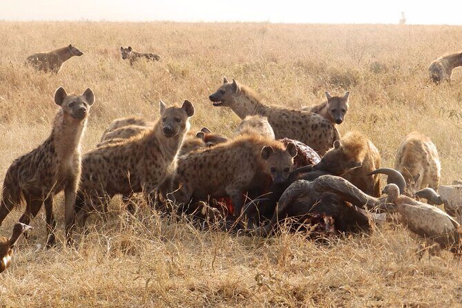 4-Day Safari from Arusha: Tarangire, Serengeti and Ngorongoro - Day 4: Ngorongoro Crater Full-Day Game Drives and Predator Country