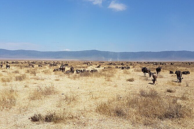 4-Day Safari from Arusha: Tarangire, Serengeti and Ngorongoro - Price and Logistics: Is $1,753.34 Per Person Worth It?