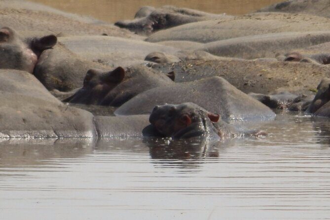 4-Day Safari from Arusha: Tarangire, Serengeti and Ngorongoro - Hot Air Balloon Upgrade: A Different Way to See Ngorongoro