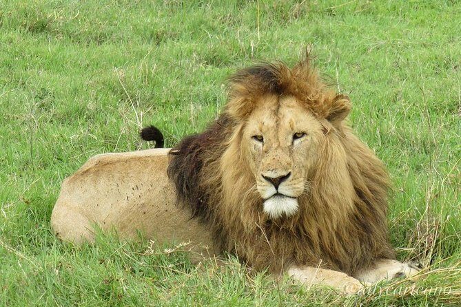4-Day Safari from Arusha: Tarangire, Serengeti and Ngorongoro - Why This Tour’s Private Jeep Setup Changes Your Odds