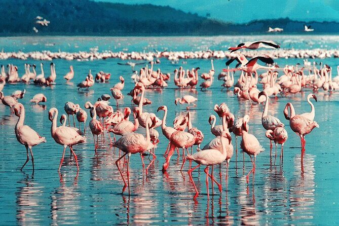 4-Day Safari to Tarangire ,Serengeti and Ngorongoro crater from Arusha - Comfort Level: Campsites, Meals, and Open-Roof Viewing