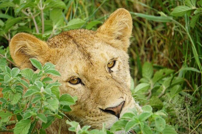4-Day Safari to Tarangire, Serengeti and Ngorongoro from Arusha - Join a group - Day 3: Serengeti Early Drives and a Chill Night on the Rim