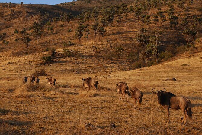 4-Day Safari to Tarangire, Serengeti and Ngorongoro from Arusha - Join a group - Day 4: Descending Ngorongoro at 7:00 am for a Dense Animal Day
