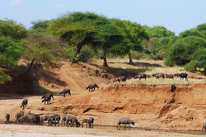 4-Day Safari to Tarangire, Serengeti and Ngorongoro from Arusha - Join a group - Guides, Group Vibe, and the Small Touches That Matter