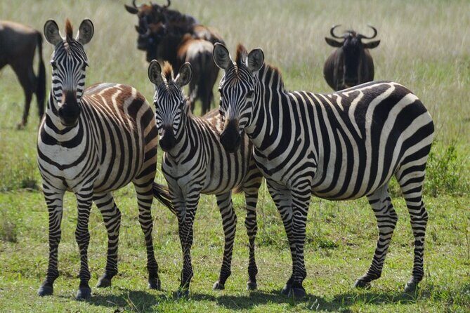 4 Day Serengeti and Ngorongoro crater - Key highlights worth pencatching