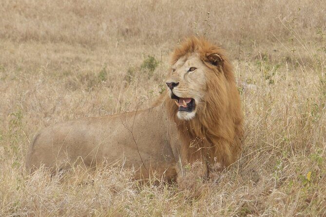 4 Day Serengeti and Ngorongoro crater - Serengeti and Ngorongoro in 4 days: the “yes, it’s that big” plan