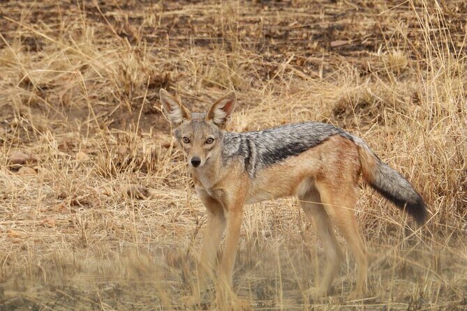 4 Day Serengeti and Ngorongoro crater - Day 1: into central Serengeti near Seronera River