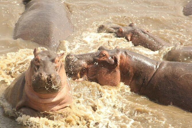 4 Day Serengeti and Ngorongoro crater - Your guide and vehicle matter more than you think