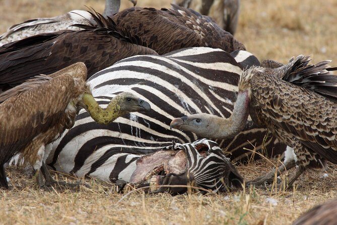 4 Day Serengeti and Ngorongoro crater - Price and what you actually get for $1,980.52