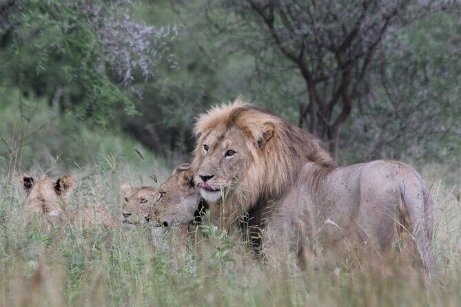 4-Day Simba Safari - Mid Range Tour - Northern Tanzania in 4 days: how this route plays for you