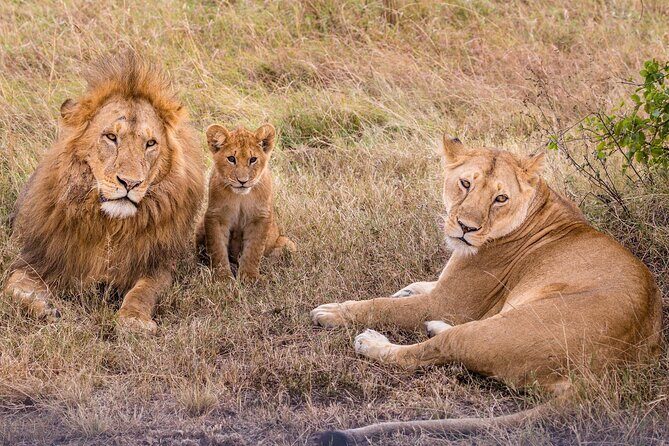 4-Day Simba Safari - Mid Range Tour - Day 2 in Serengeti: Great Migration viewing plus solid resident wildlife